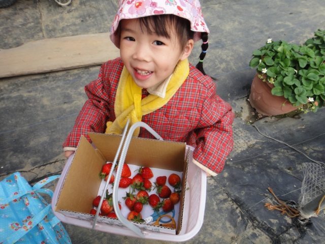 20120215-Southern-Tainan-Strawberrypicking-11
