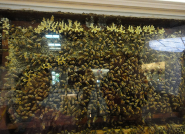20121111-Central-Yunlin-Honeymuseum-16