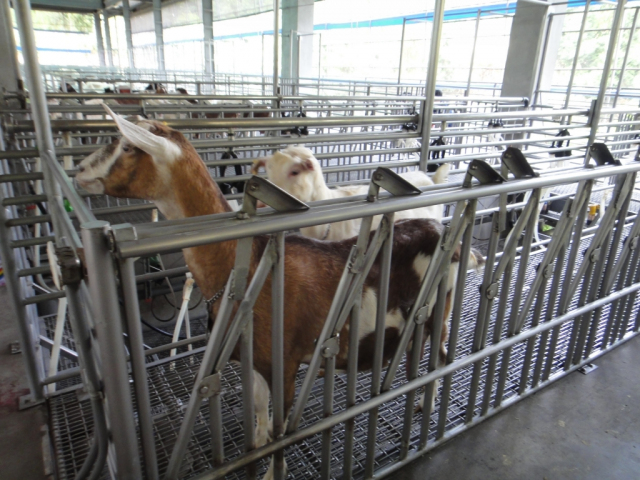 20140907-Southern-Kaohsiung-Goatsfarm-18