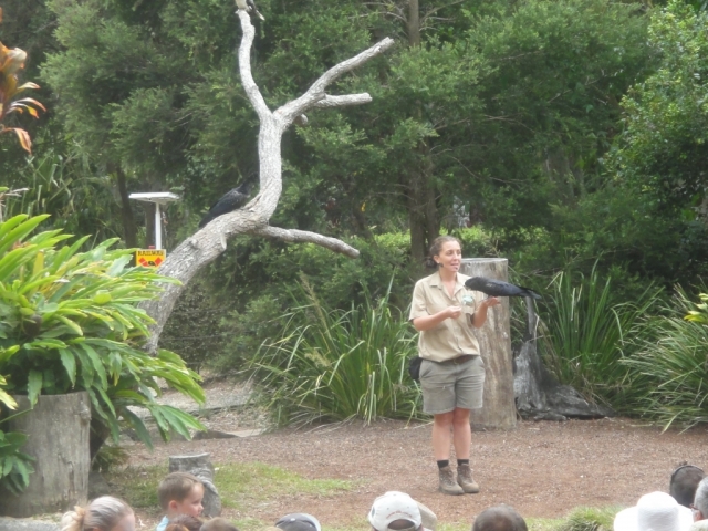 【澳洲之旅】黃金海岸自由行~庫倫賓野生動物保護區 (Currumbin Wildlife Sanctuary) - 莫妮卡和腦袋瓜的冒險旅程